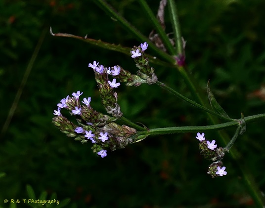 {Verbena brasiliensis}